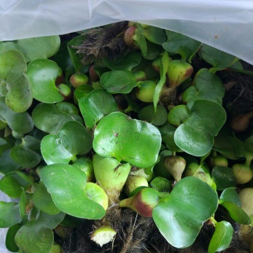 水葫芦水浮莲凤眼蓝包邮包成活