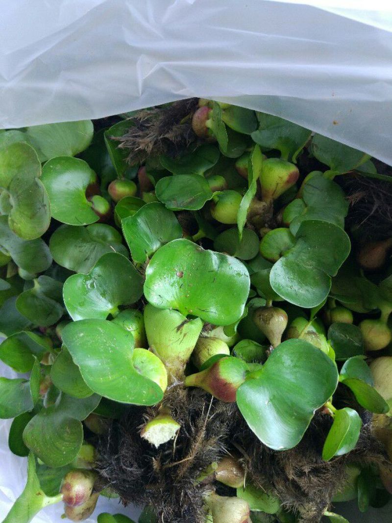水葫芦水浮莲凤眼蓝包邮包成活