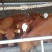 牛犊100~200kg