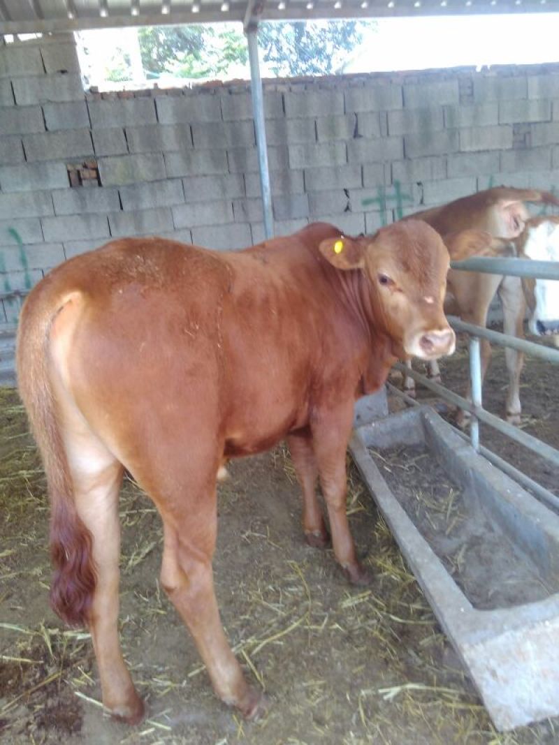 南阳黄牛犊100~200kg
