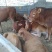 南阳黄牛犊100~200kg
