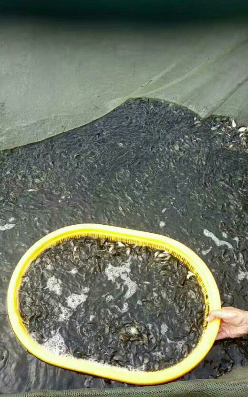 鲢鱼苗