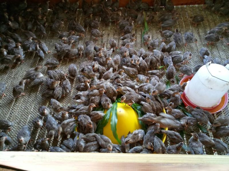 土鸡苗250克以下脱温苗通货