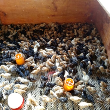 土鸡苗250克以下脱温苗通货