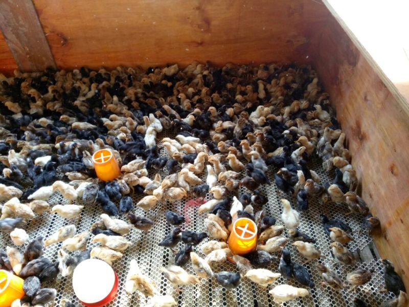 土鸡苗250克以下脱温苗通货