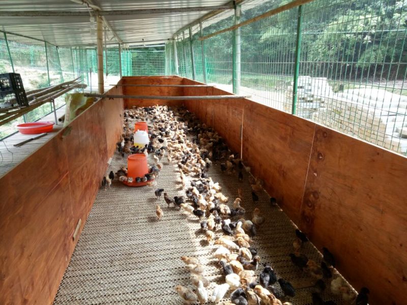 土鸡苗250克以下脱温苗通货