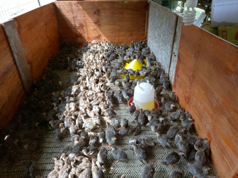 土鸡苗250克以下脱温苗通货