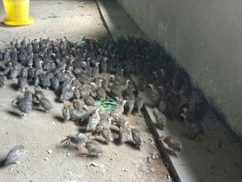 土鸡苗250克以下脱温苗通货