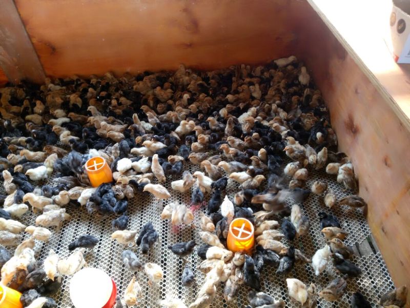土鸡苗250克以下脱温苗通货