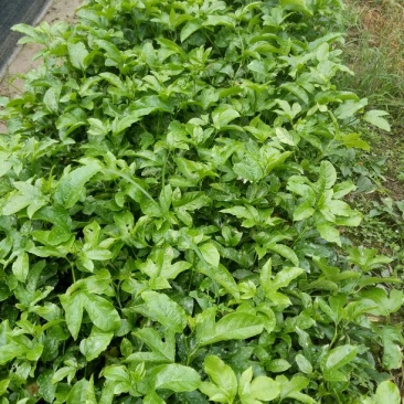 紫香1号百香果苗10cm以下