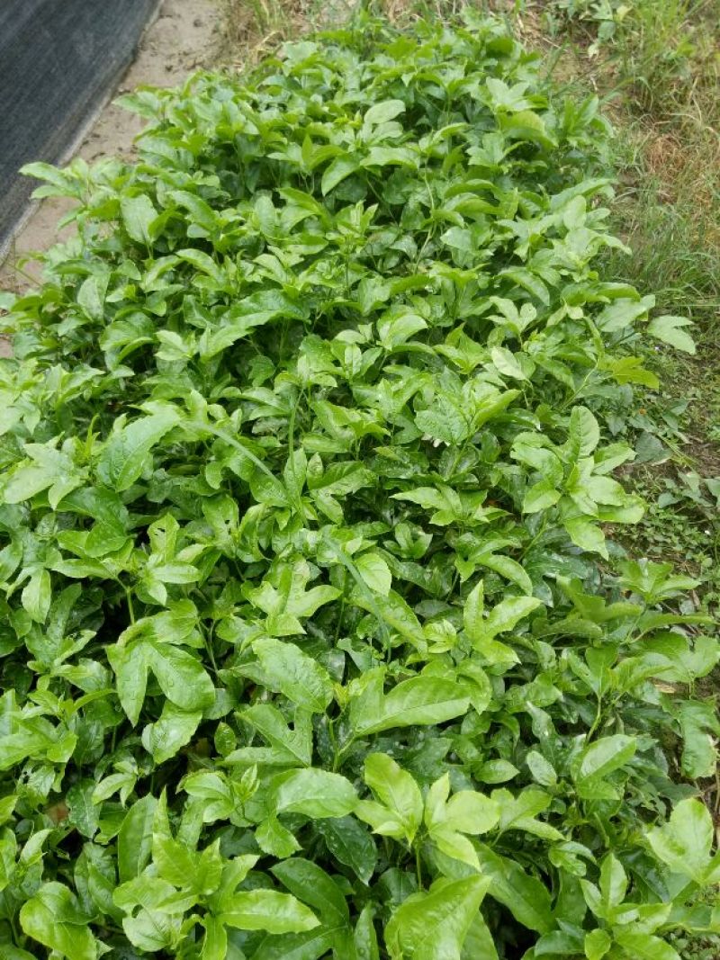 紫香1号百香果苗10cm以下