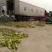 甜玉米粘玉米玉米棒子华为甜正甜玉米