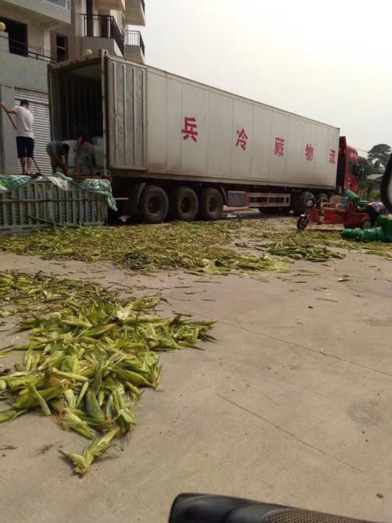 甜玉米粘玉米玉米棒子华为甜正甜玉米