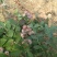 兔眼蓝莓10~12mm以上鲜果
