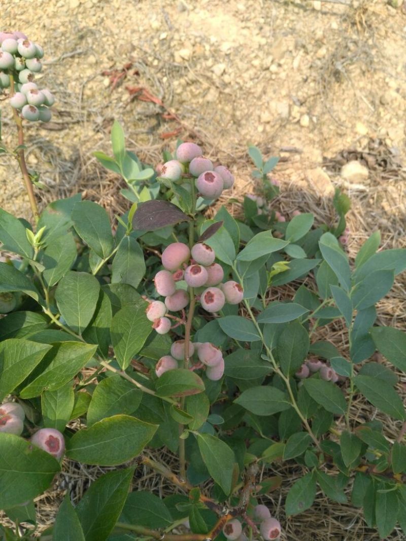 兔眼蓝莓10~12mm以上鲜果