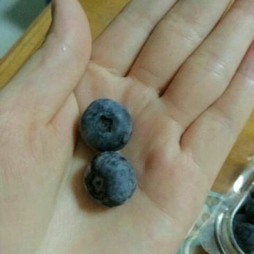 兔眼蓝莓10~12mm以上鲜果