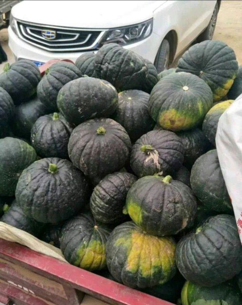 黑皮日本南瓜黑皮南瓜品质好量大，面甜