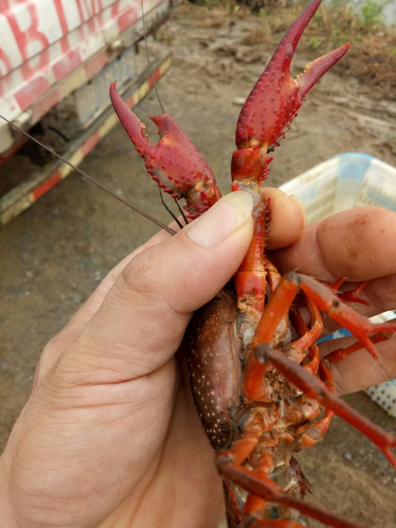 小青龙16~20只/kg