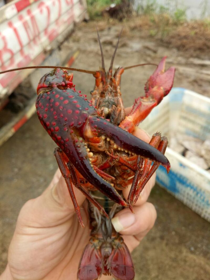 小青龙16~20只/kg