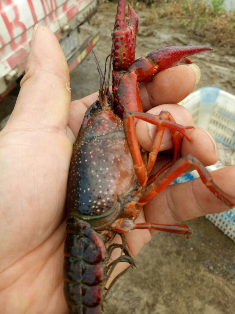 小青龙16~20只/kg