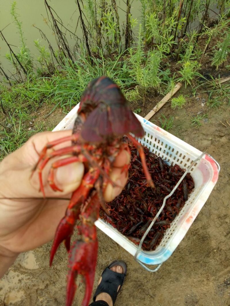 小青龙16~20只/kg