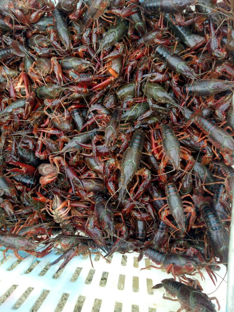 小青龙16~20只/kg