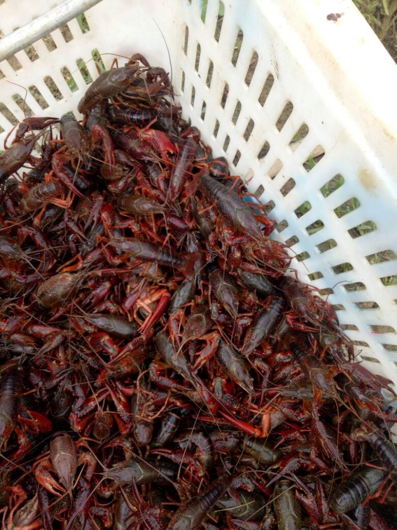 小青龙16~20只/kg