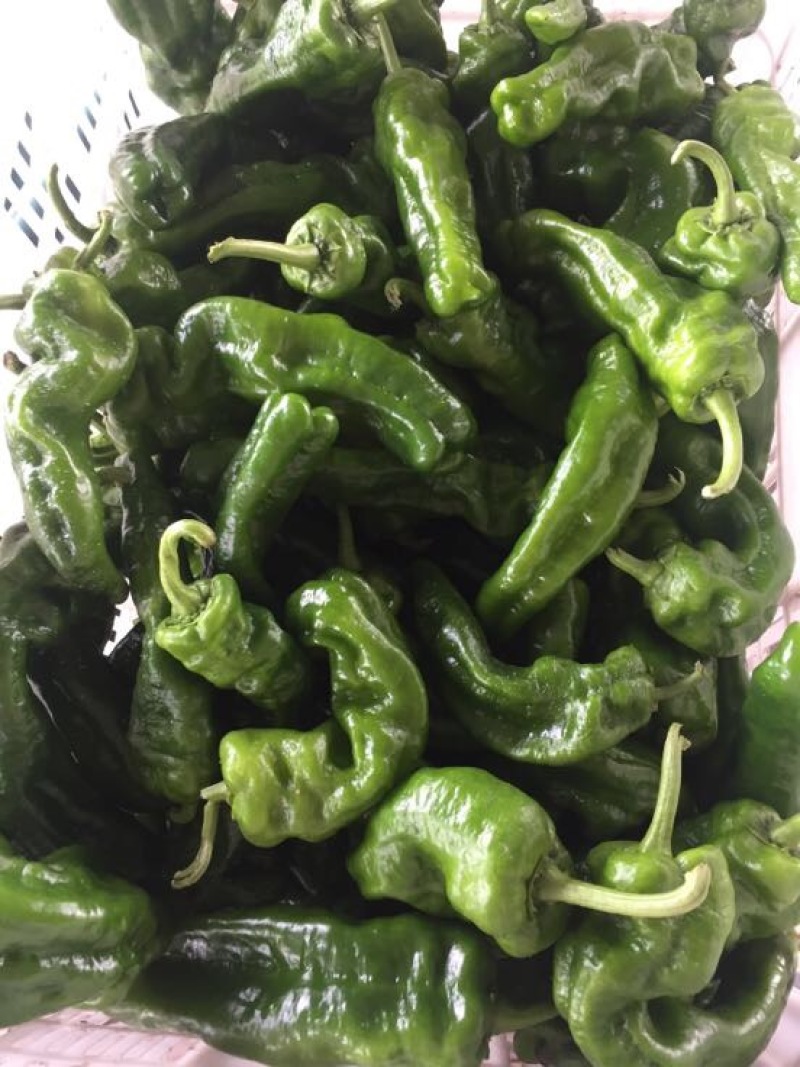 东台青椒辣椒精品青椒物美价廉大量供应