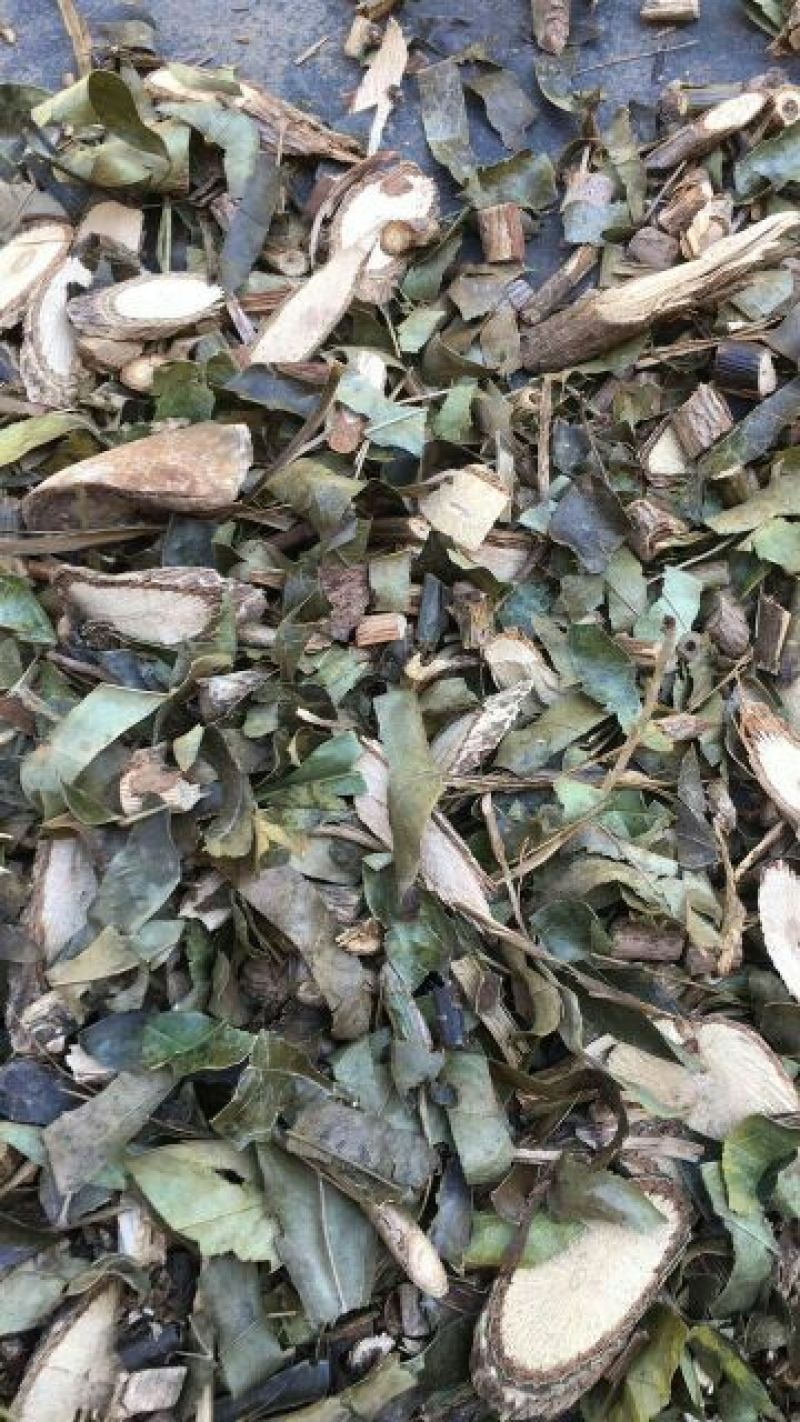 七叶莲新货无硫熏大货供应物美价廉量大从优