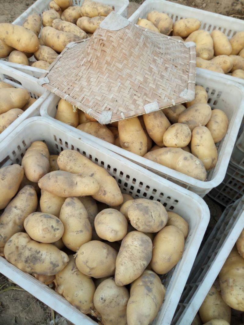 荷兰十五土豆3两以上通货