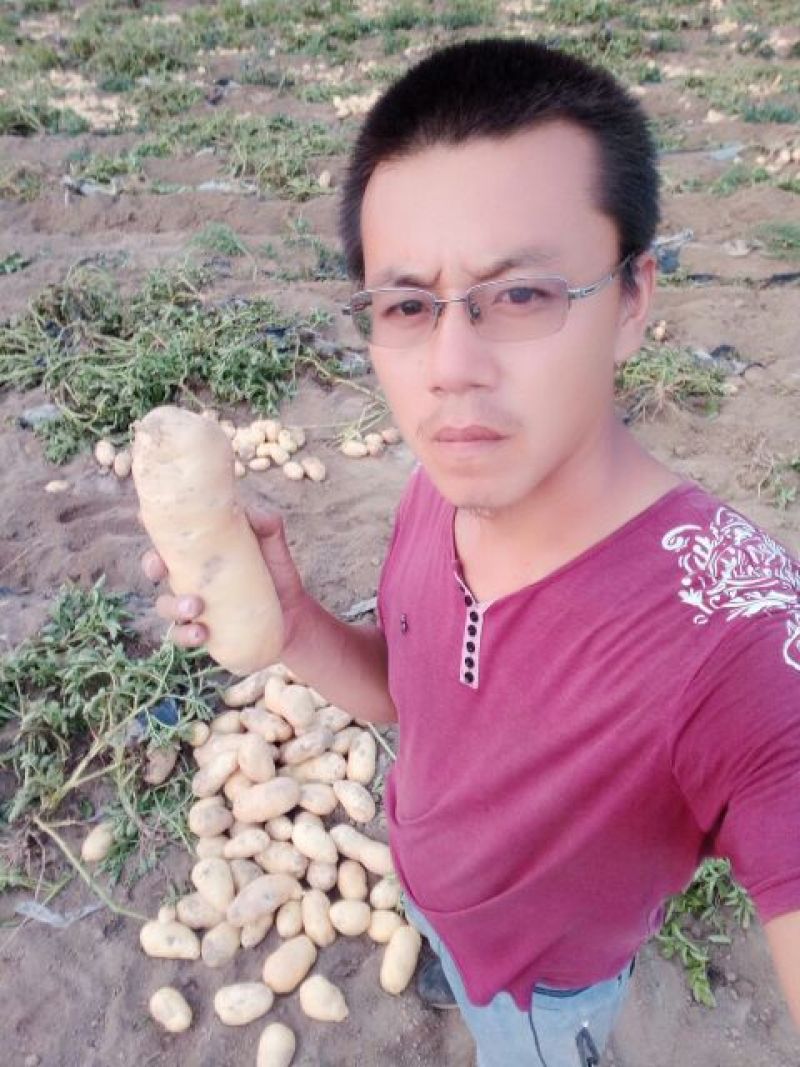 荷兰十五土豆3两以上通货