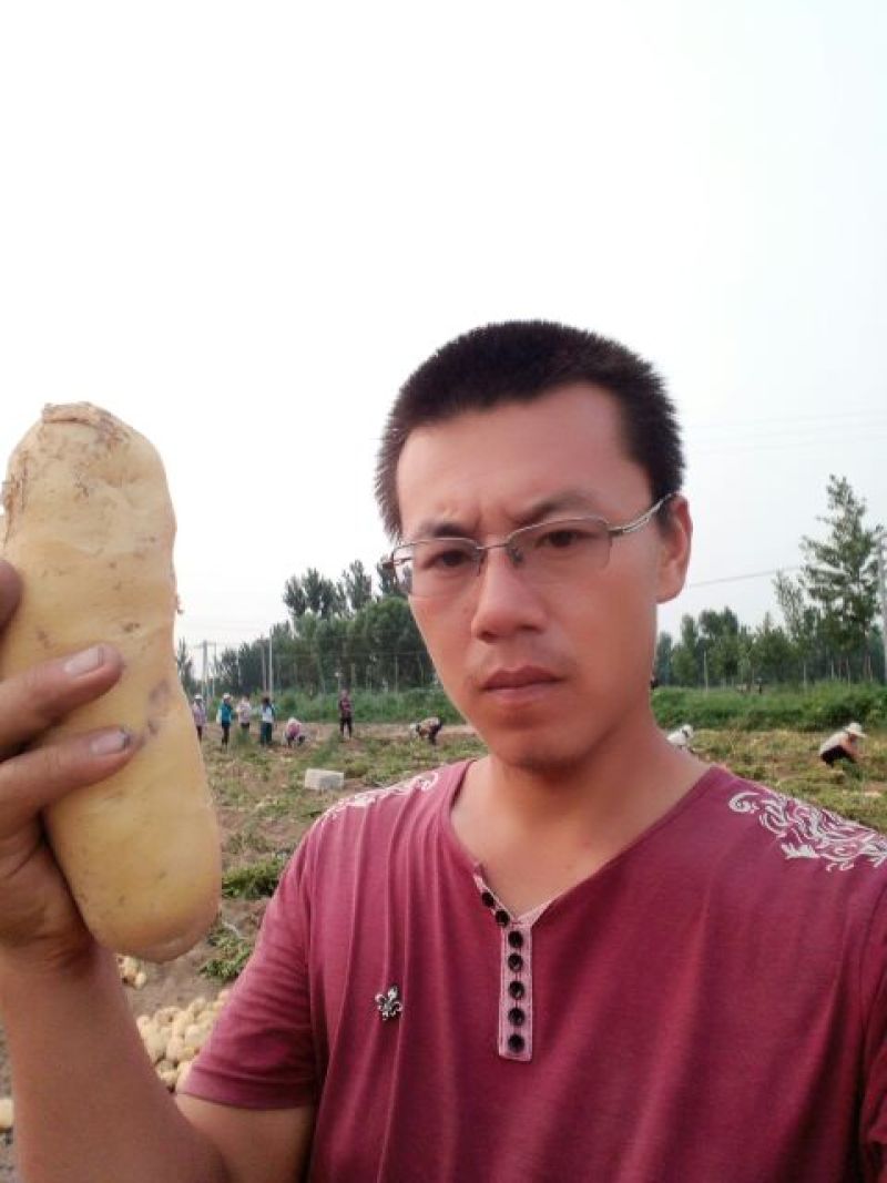 荷兰十五土豆3两以上通货