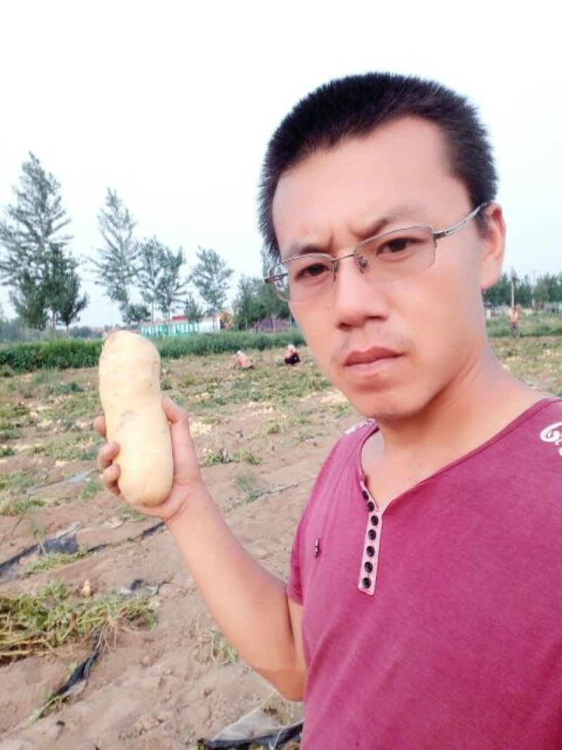 荷兰十五土豆3两以上通货