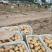 荷兰十五土豆3两以上通货