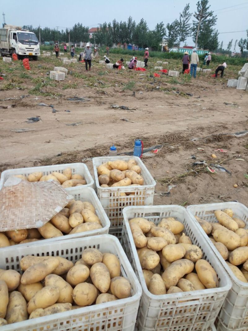 荷兰十五土豆3两以上通货
