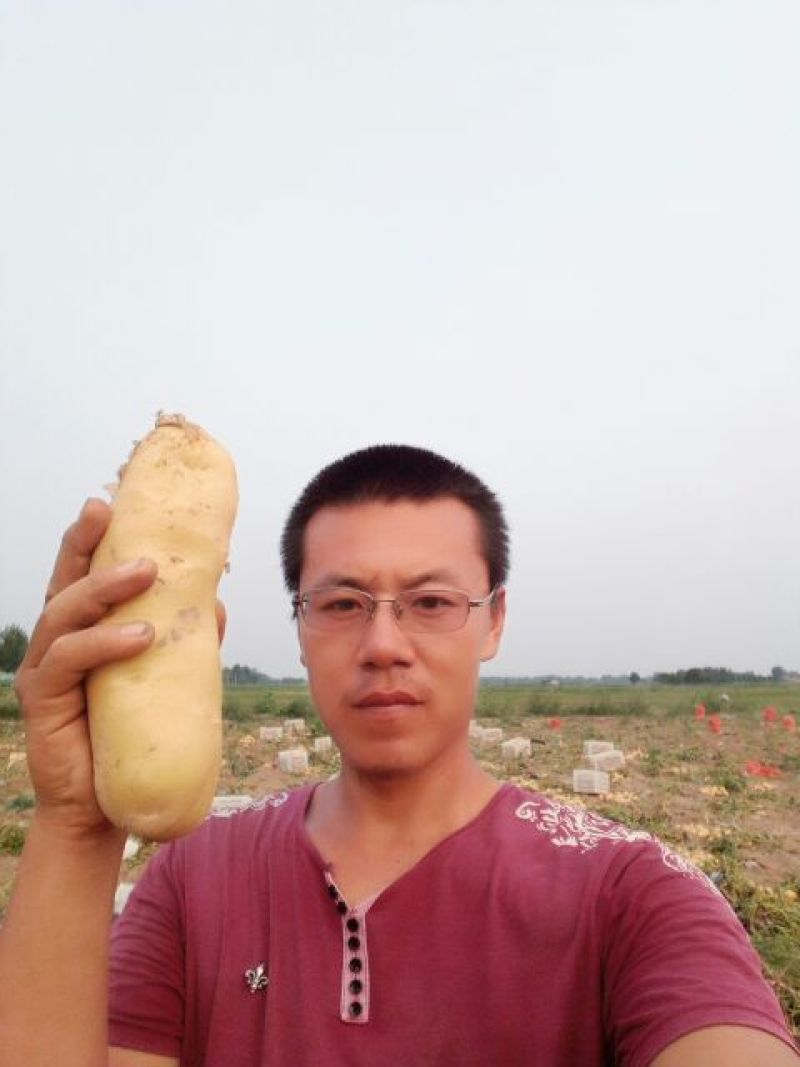 荷兰十五土豆3两以上通货