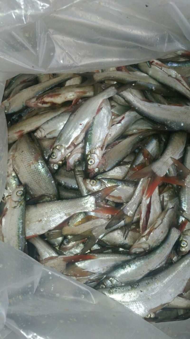 白鲫食用