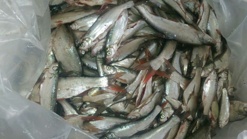 白鲫食用