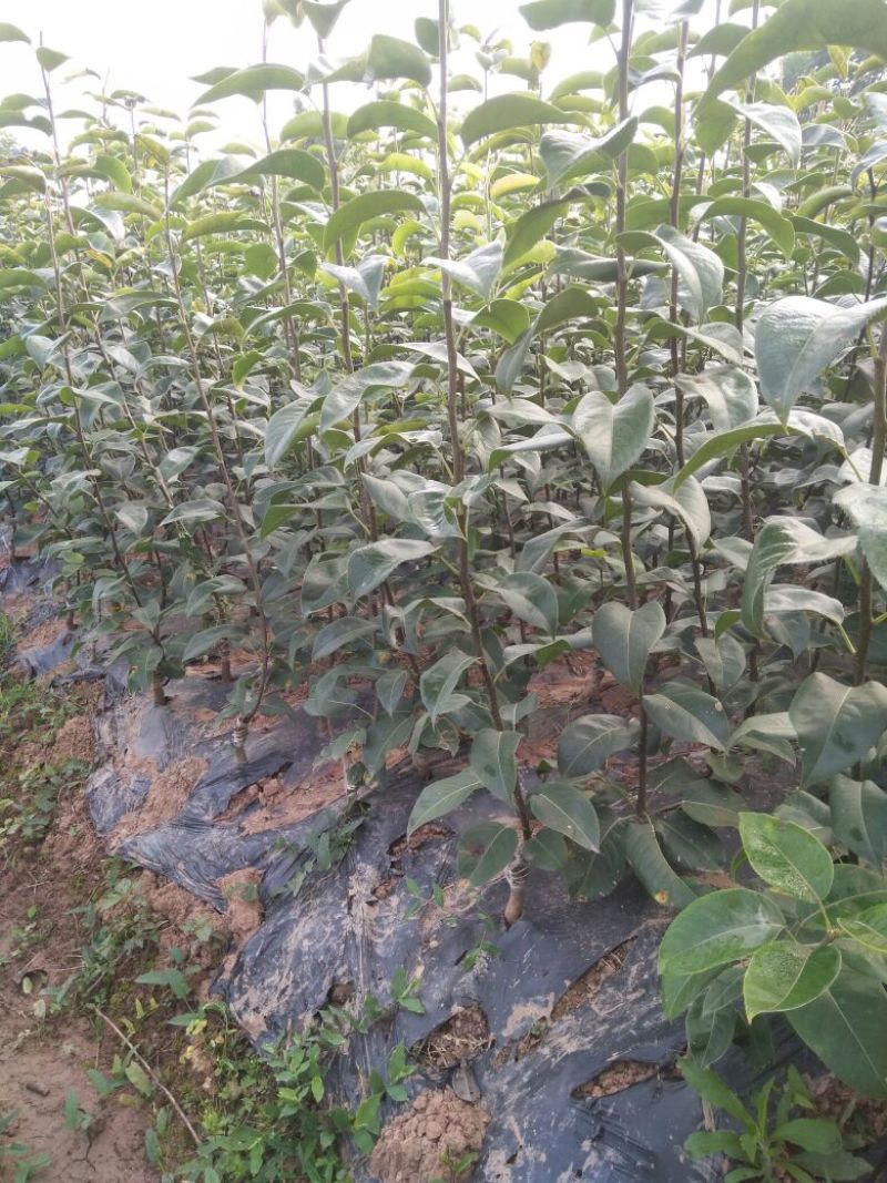 梨树苗1cm以下50~80cm