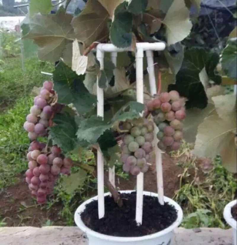 盆栽葡萄50~80cm