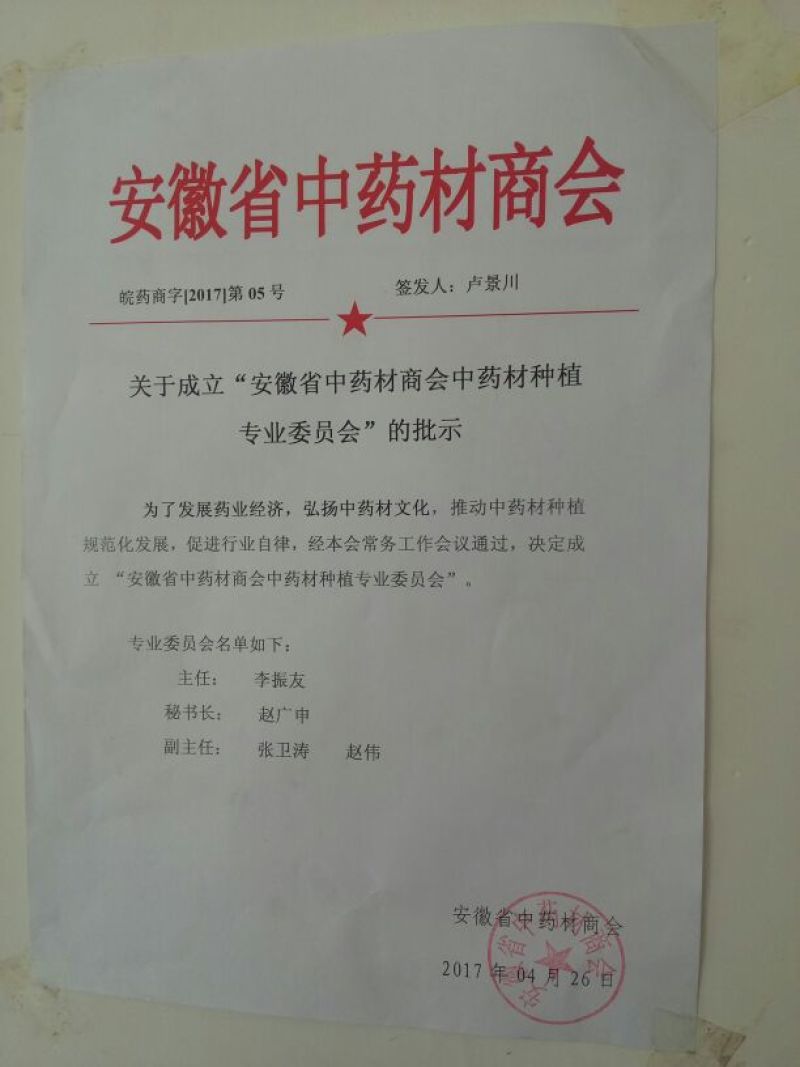 油牡丹苗10~20cm