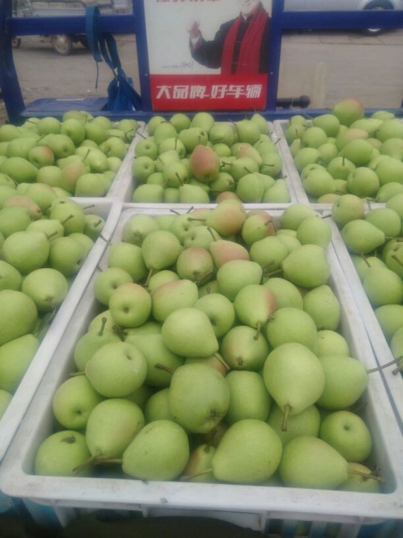 翠冠梨250~300g纸袋