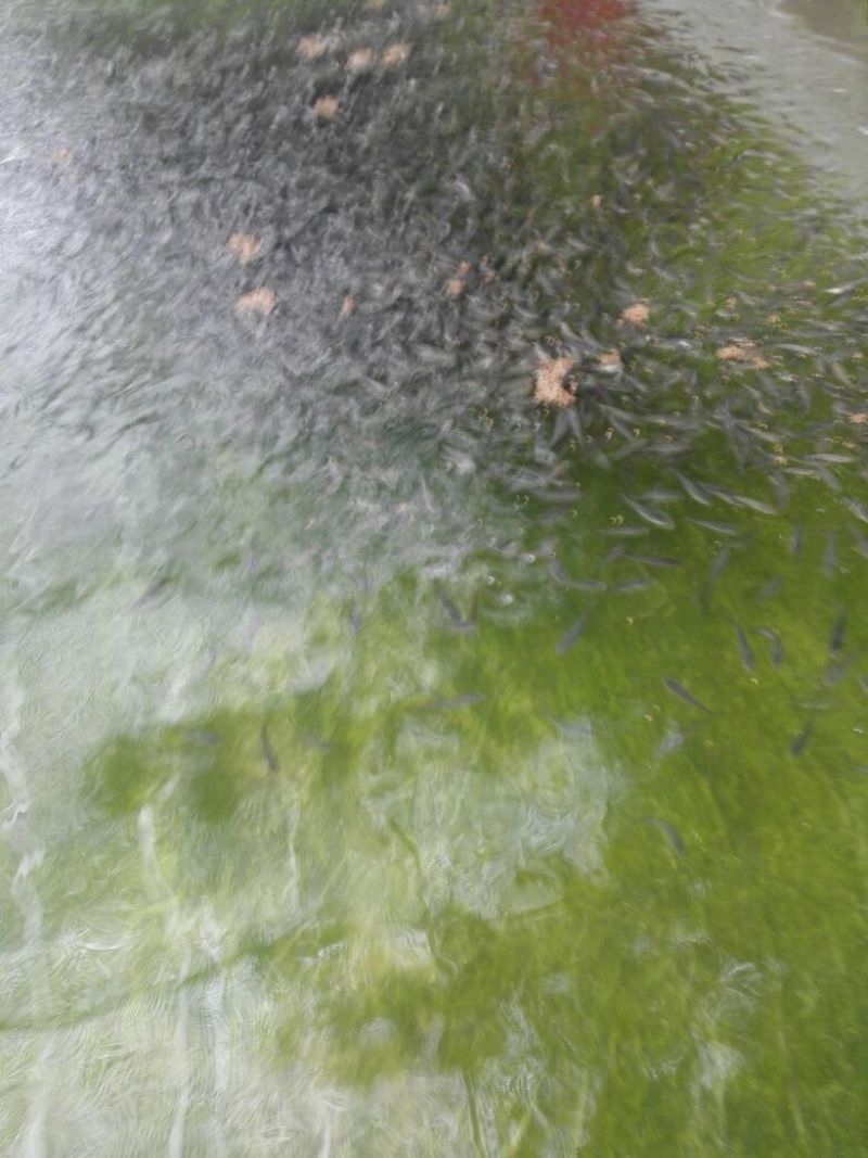 大口鲶鱼苗