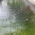 大口鲶鱼苗