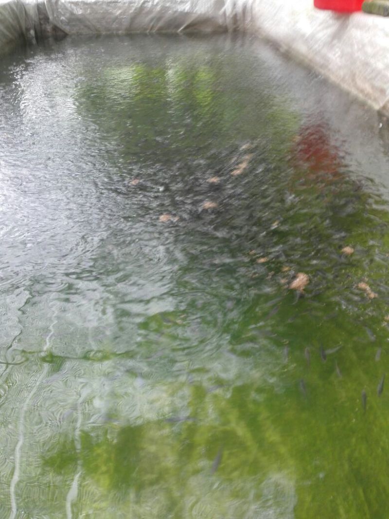 大口鲶鱼苗