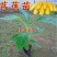 香蕉苗一级良种1~2年