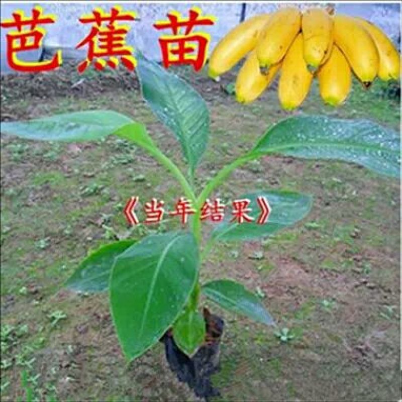 香蕉苗一级良种1~2年