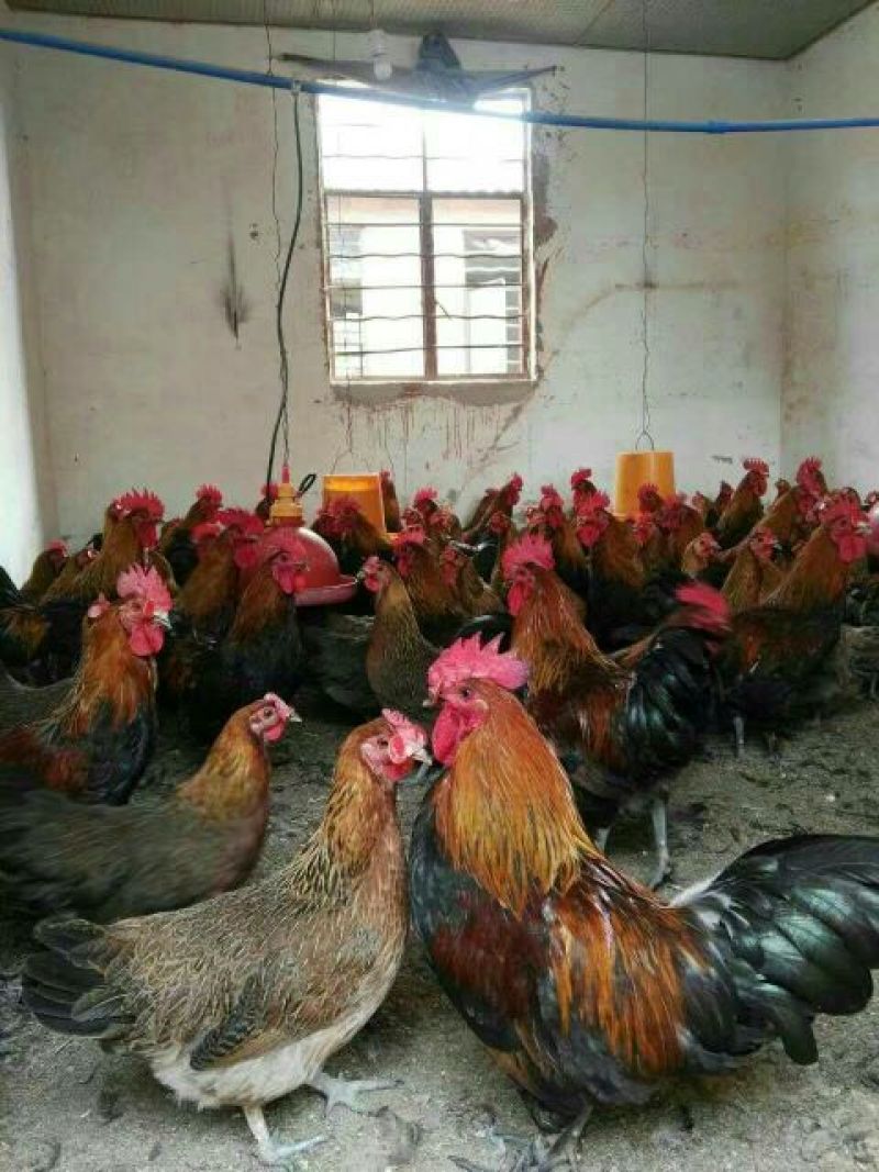 血毛土鸡苗35~45克出壳苗大量供应基地直发