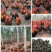 血毛土鸡苗35~45克出壳苗大量供应基地直发