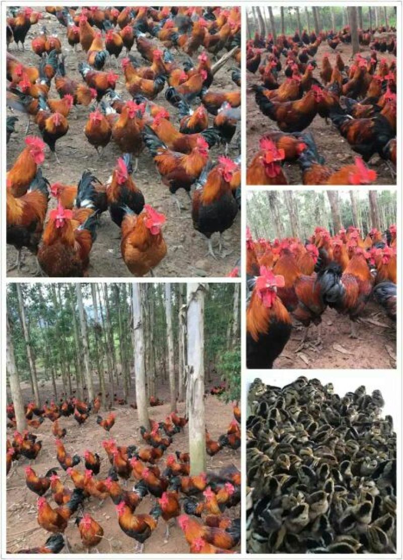 血毛土鸡苗35~45克出壳苗大量供应基地直发